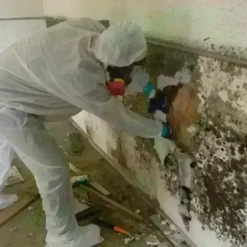 Mold Remediation and Removal in Johnson County, WY